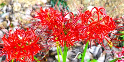 AIを活用した組織文化の変革：批判的思考と率直なコミュニケーションの促進のサムネイル