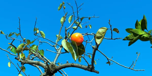 因果ループ図で解き明かす：組織の学習障害克服への道のサムネイル