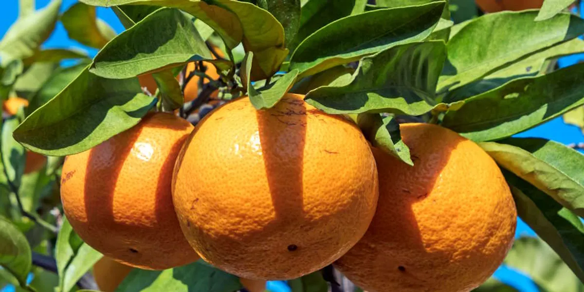 AIがあなたの味方になる！個人経営飲食店の現状分析のイメージ