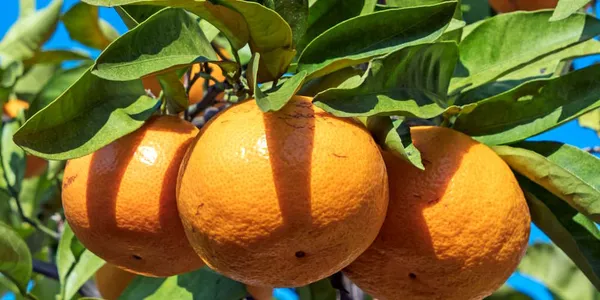 AIがあなたの味方になる！個人経営飲食店の現状分析のサムネイル